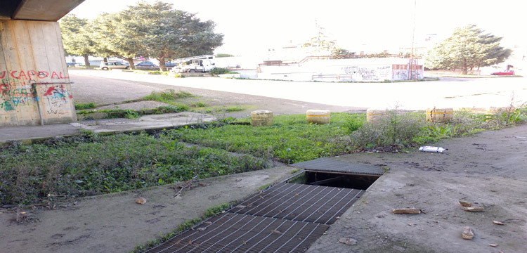 Un “campo rosa” da salvare Un “campo rosa” da salvare