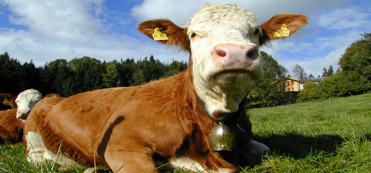 Prezzo del latte al minimo, Stea e Pentassuglia incontrano gli allevatori Prezzo del latte al minimo, Stea e Pentassuglia incontrano gli allevatori