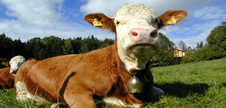 Prezzo del latte al minimo, Stea e Pentassuglia incontrano gli allevatori Prezzo del latte al minimo, Stea e Pentassuglia incontrano gli allevatori