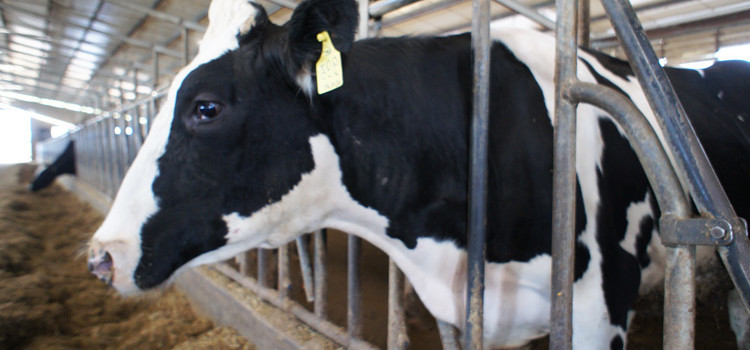 Etichettatura obbligatoria prodotti caseari, soddisfazione Coldiretti Etichettatura obbligatoria prodotti caseari, soddisfazione Coldiretti