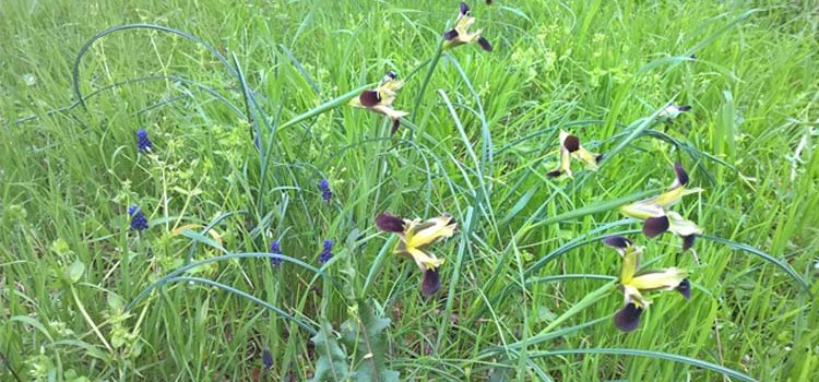 La biodiversità a Noci