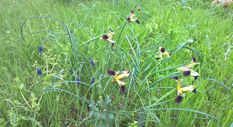 La biodiversità a Noci La biodiversità a Noci