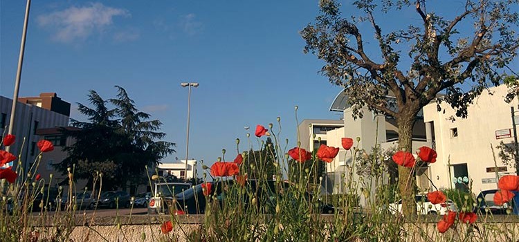 Anche a Noci i papaveri son alti, alti, alti