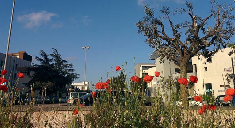 Anche a Noci i papaveri son alti, alti, alti Anche a Noci i papaveri son alti, alti, alti