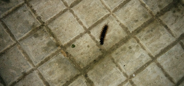 Avvistata anche a Noci la processionaria, impariamo a conoscerla Avvistata anche a Noci la processionaria, impariamo a conoscerla