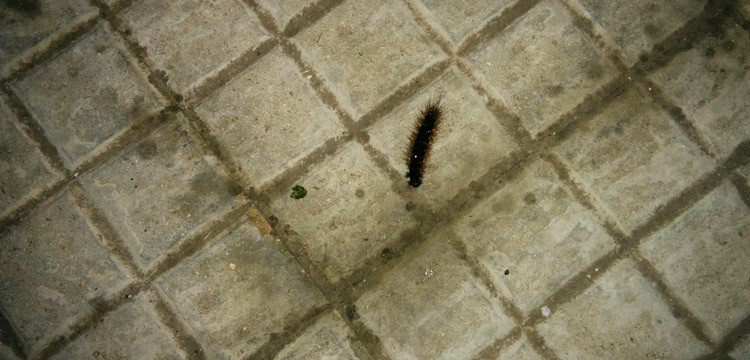 Avvistata anche a Noci la processionaria, impariamo a conoscerla