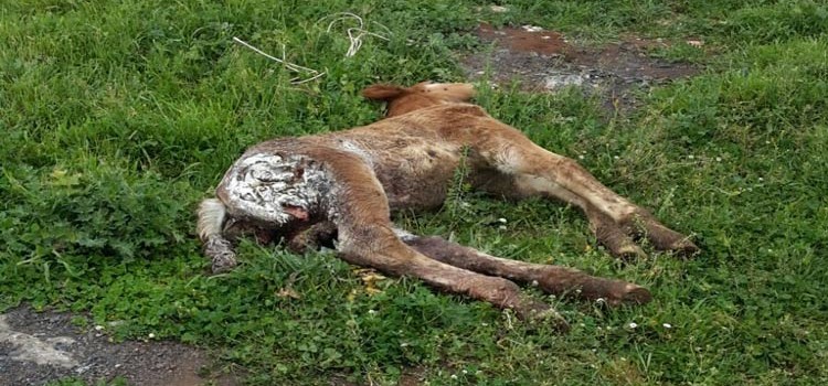 Puledri morti nelle masserie: tornano i lupi?