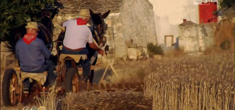 “Vita da massaro”, Noci su Rai3