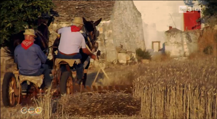 “Vita da massaro”, Noci su Rai3