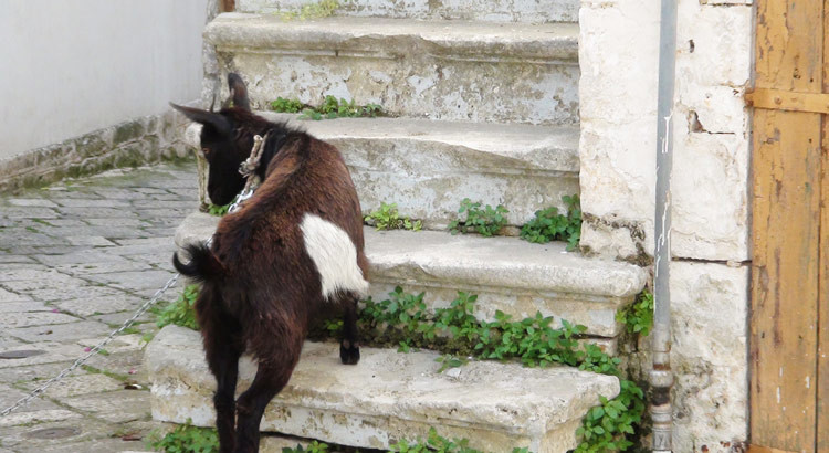 Nasce il laboratorio culturale Noci Davvero Nasce il laboratorio culturale Noci Davvero