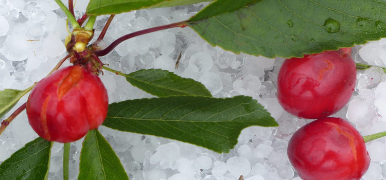 Danni alle coltivazioni cerasicole, i senatori CoR presentano interrogazione