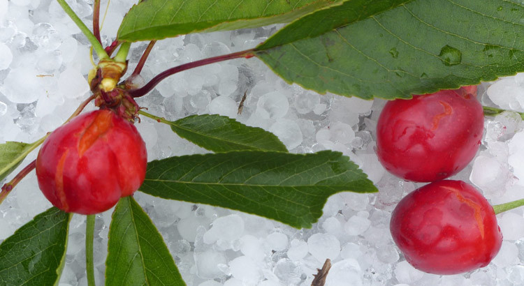 Danni alle coltivazioni cerasicole, i senatori CoR presentano interrogazione Danni alle coltivazioni cerasicole, i senatori CoR presentano interrogazione