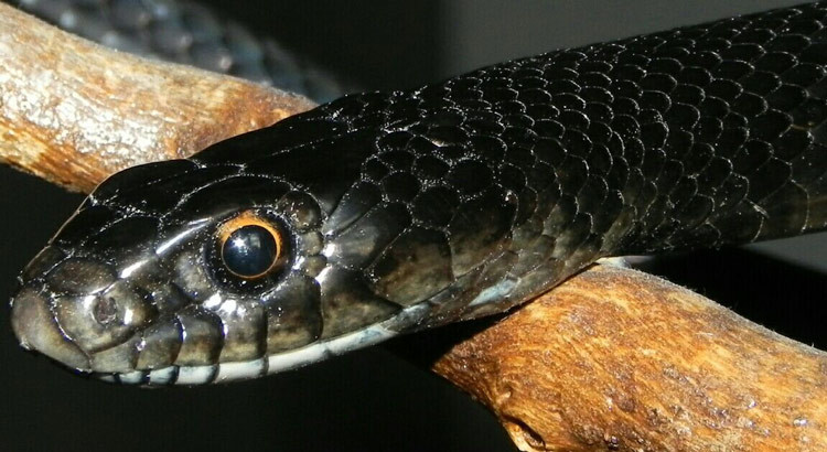 L’equilibrio dei rettili per Noci