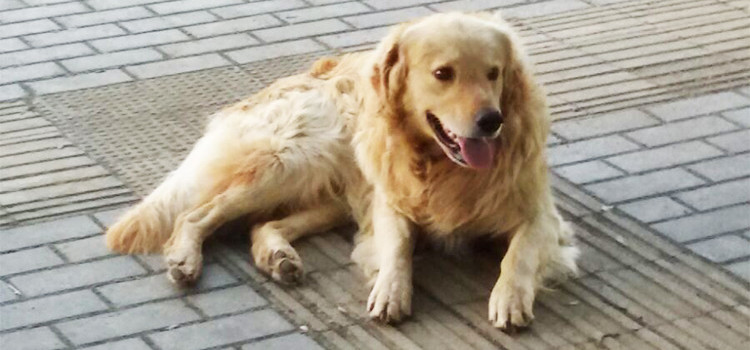 “L’emergenza” dell’abbandono cani nel periodo estivo “L’emergenza” dell’abbandono cani nel periodo estivo