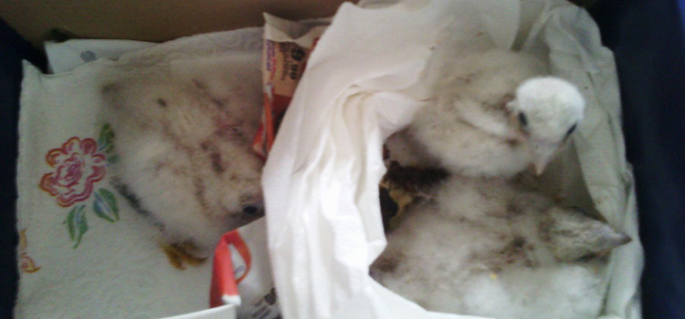 Recuperati tre piccoli falchi grillai