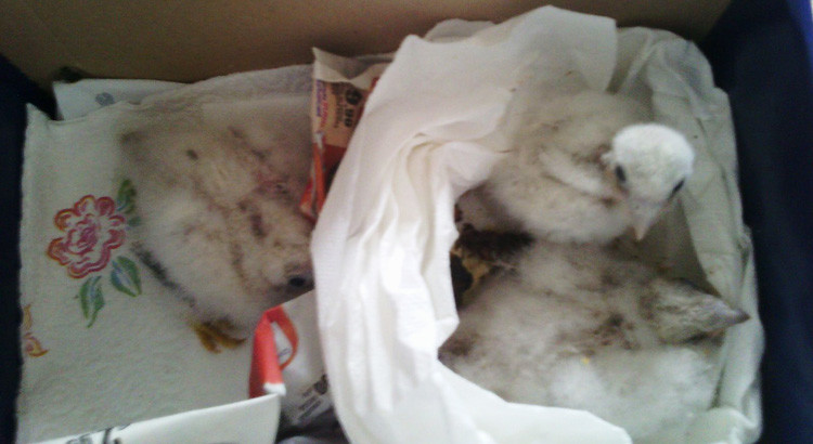 Recuperati tre piccoli falchi grillai Recuperati tre piccoli falchi grillai