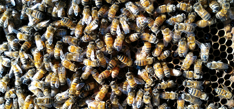 Allarme per le sentinelle dell’ambiente Allarme per le sentinelle dell’ambiente