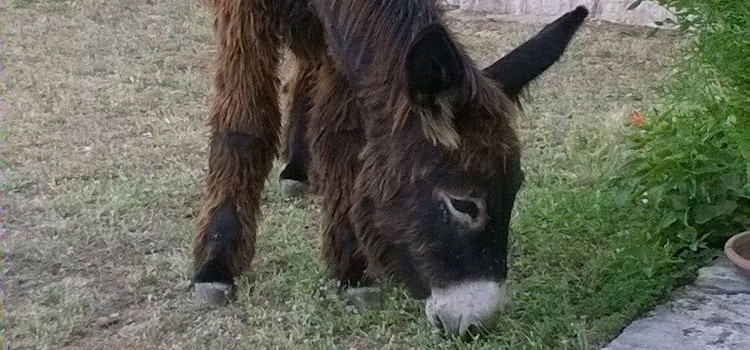 Il riscatto del somaro Il riscatto del somaro