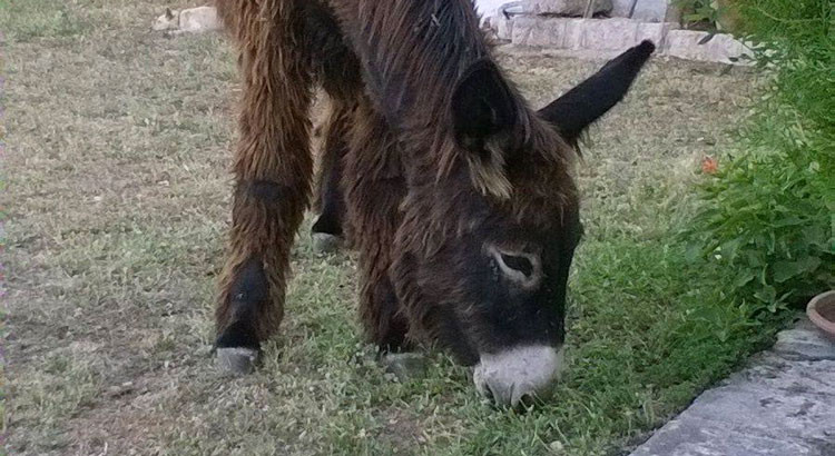 Il riscatto del somaro