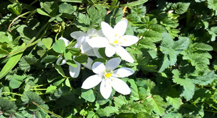 La recessione ecologica