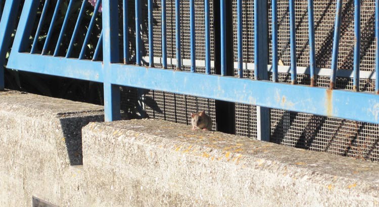 Decoro urbano: blatte, topi e cani sporcano la città Decoro urbano: blatte, topi e cani sporcano la città