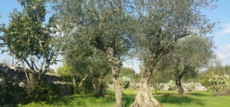 Xylella: la fascia cuscinetto arriva nel sud-est barese
