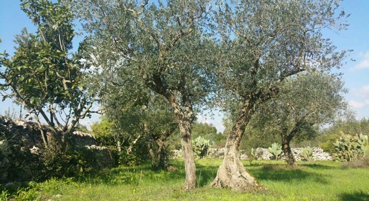 Xylella: la fascia cuscinetto arriva nel sud-est barese