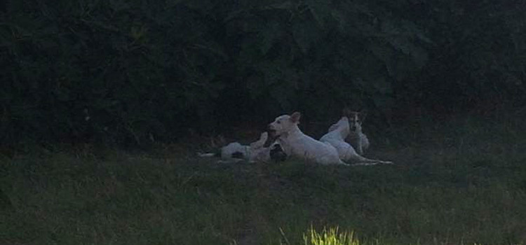 Emergenza randagismo