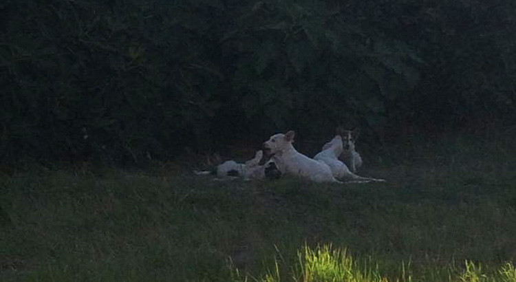 Emergenza randagismo