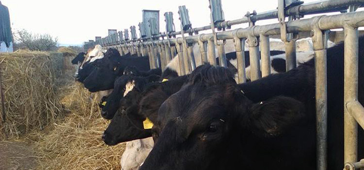 Solidarietà allevatoriale Solidarietà allevatoriale