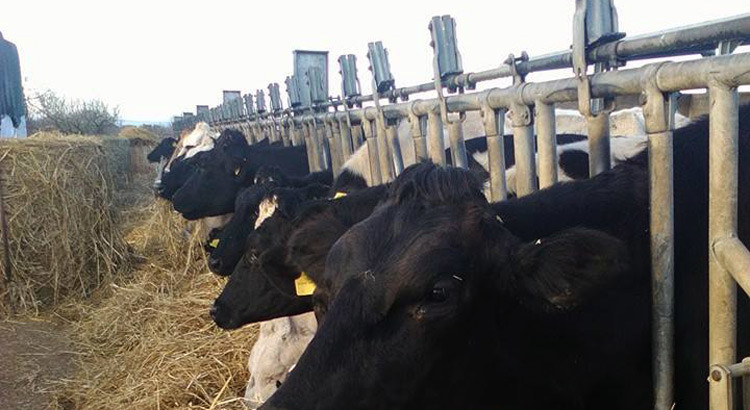 Solidarietà allevatoriale Solidarietà allevatoriale