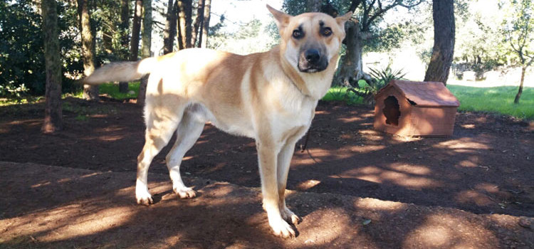 Animali e ambiente Animali e ambiente