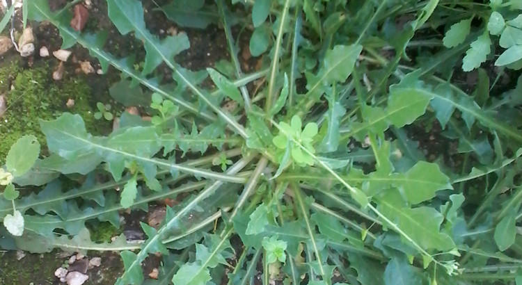 Erbe spontanee a Noci Erbe spontanee a Noci