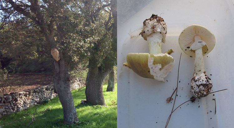 Amanita phalloides e calabrone rosso, i pericoli della natura nocese