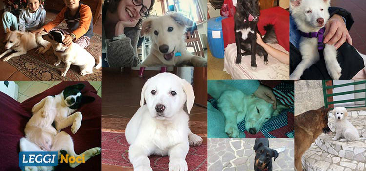 Sos Adozioni4zampe: “il nostro operato è chiaro e trasparente” Sos Adozioni4zampe: “il nostro operato è chiaro e trasparente”