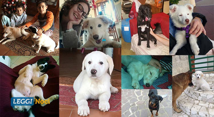 Sos Adozioni4zampe: “il nostro operato è chiaro e trasparente” Sos Adozioni4zampe: “il nostro operato è chiaro e trasparente”