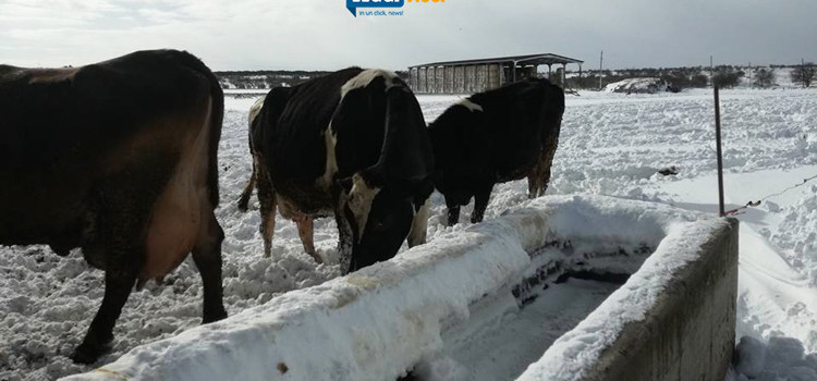 Cinque giorni di neve, zootecnia al collasso Cinque giorni di neve, zootecnia al collasso