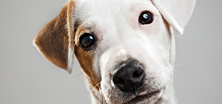 “Una casa legale per i nostri amici a 4 zampe”