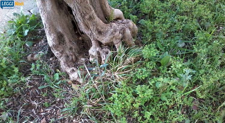 Suolo e sottosuolo di Noci