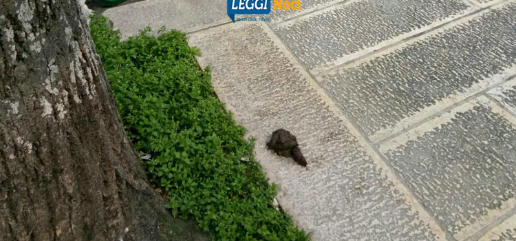 Per una Noci più pulita Per una Noci più pulita