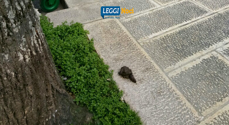 Per una Noci più pulita Per una Noci più pulita