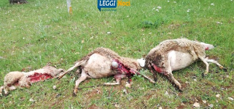Attacco di lupi a Noci, sbranati tre ovini