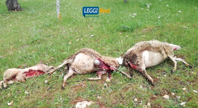 Attacco di lupi a Noci, sbranati tre ovini