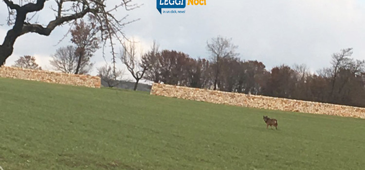 Tornano i lupi sulla Murgia, Cia Puglia: “serve un piano, aziende danneggiate”