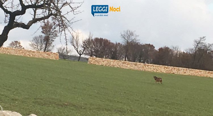 Fauna selvatica: allevatori e sindacati invocano misure per arginare i danni Fauna selvatica: allevatori e sindacati invocano misure per arginare i danni