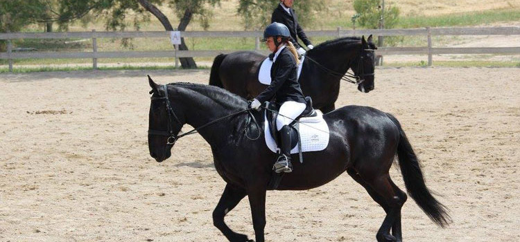 Concorso nazionale di dressage, a Taranto buoni piazzamenti del CIM