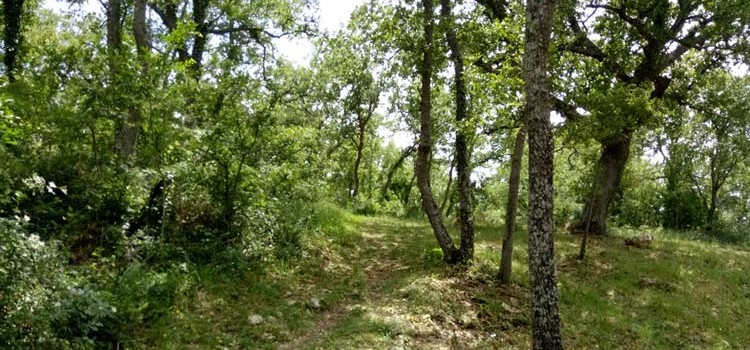 Noci: paese tracciato dagli alberi