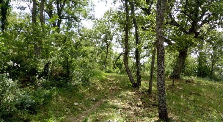 Noci: paese tracciato dagli alberi