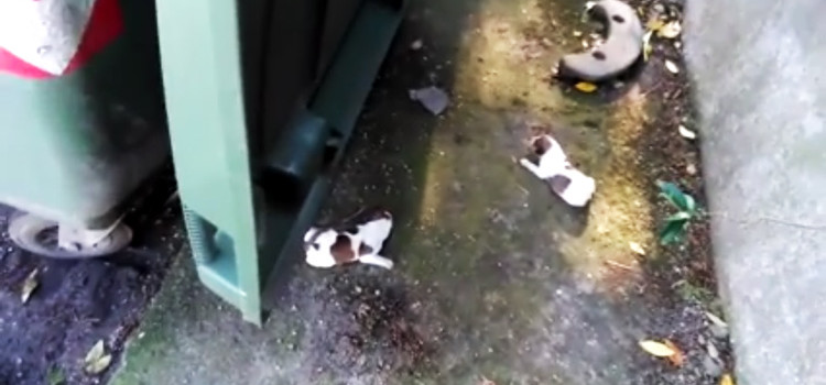 Cuccioli abbandonati nei cassonetti, la denuncia di SOS Adozioni4zampe Cuccioli abbandonati nei cassonetti, la denuncia di SOS Adozioni4zampe