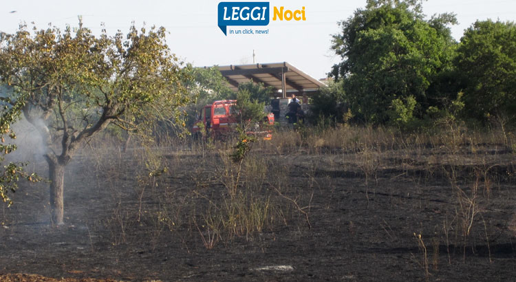 Pomeriggio di fuoco, bruciano ettari di alberi e sterpaglie